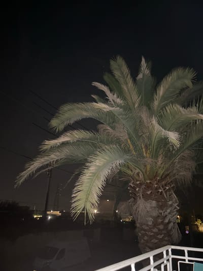 A nighttime, low-angle, medium shot features a large palm tree filling the right side of the frame. The palm tree is lit from below and to the side, causing its fronds to appear a pale green and white. The trunk is thick and fibrous, with a rough texture. In the background, the dark sky is visible with a few distant lights. Several power lines are strung across the upper left portion of the image, appearing as dark, thin lines against the dark sky. Below the palm tree, there is a blurry view of what appears to be a city at night, with some buildings and lights visible. The bottom right corner of the image shows a white railing, suggesting a balcony or elevated viewpoint. The scene is likely outdoors in an urban environment, possibly Saint-Nazaire, France, given the presence of palm trees and the general urban landscape. No people are visible in the image.