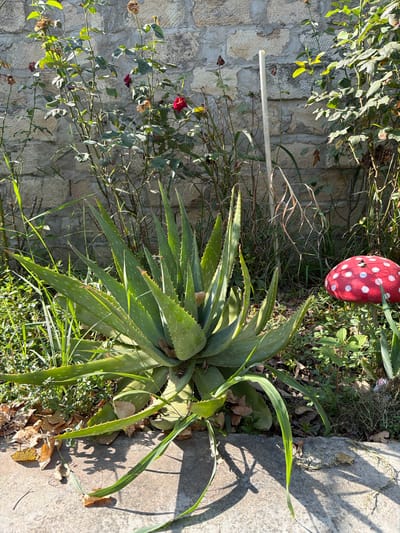 The image depicts a garden scene with a large aloe vera plant as the central subject, situated in front of a stone wall. The aloe vera has thick, succulent green leaves with serrated edges, some of which are drooping. To the right of the aloe vera, a red and white polka-dotted mushroom-shaped garden ornament is visible. In the background, rose bushes with some dried blooms and green foliage are present, along with tall grass and other greenery. A light-colored pole is also standing vertically behind the aloe vera. The ground in the foreground is paved with concrete, showing fallen leaves and shadows cast by the plants. The lighting suggests a sunny day. The location is identified as Balakənd, Azerbaijan. No people are present in the image.