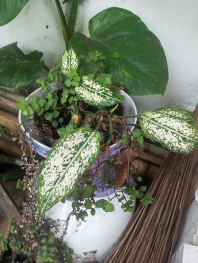 A potted plant arrangement sits in an ornate, blue and white ceramic pot. The arrangement includes a large, green pothos with speckled variegation. Interspersed among the pothos are several Dieffenbachia, distinguished by their large, spear-shaped leaves with white speckled patterns. Tiny, round-leaved plants add a textural contrast. Some dried, brown stems and leaves are mixed in, and part of a broom leans against the pot.