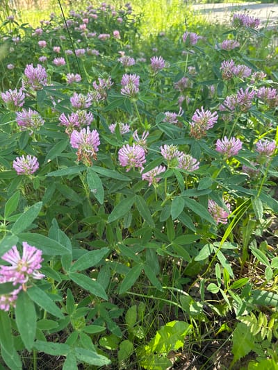 A low-angle medium shot captures a dense field of red clover flowers (Trifolium pratense) in bloom, with their characteristic pinkish-purple globular flower heads. The clover plants are the dominant subject, filling the frame from edge to edge. Their green trifoliate leaves are clearly visible, providing a lush backdrop to the flowers. Some of the flowers appear in sharp focus in the foreground, while others recede into a soft blur. The environment appears to be a natural or semi-natural area, possibly a meadow or a roadside verge. The background suggests dappled sunlight filtering through foliage and tall grasses, indicating an outdoor setting in a vegetated area. The lighting suggests it is daytime, possibly late afternoon or early morning due to the quality of light. There are no people, animals, or man-made structures immediately apparent in this close-up view of the flora. The image does not provide specific geographic markers that would allow for precise localization within Vsevolodovo, Russia.