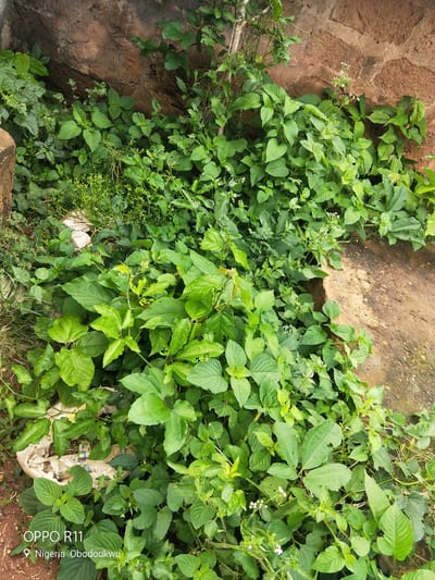 This is a close-up, eye-level shot of lush green vegetation growing against a rough, reddish-brown textured wall. The plants are dense and varied, with many broad, serrated leaves and some thinner, more delicate foliage. Small white flowers are visible scattered throughout the greenery, adding a touch of detail. A white, crinkled plastic bag is partially visible amidst the plants in the lower left quadrant. The overall impression is one of untamed nature reclaiming a man-made structure. The lighting suggests it is daytime, with no strong shadows indicating a particular time of day, and the weather appears to be clear. The location context provided is Akokwa, Nigeria. Visible text in the lower left corner reads "OPPO R11" and below that, a location marker with "Nigeria Obodoukwu".