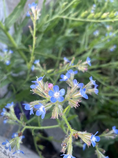 The image shows a close-up view of blue flowers with five petals and white centers, growing on hairy stems with small, lance-shaped green leaves. The background is a mix of blurred green foliage. The flowers appear to be in a garden or natural setting within the city of Манкент, Kazakhstan.