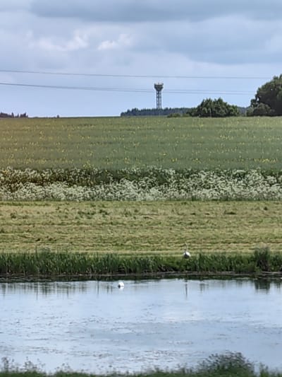 The image depicts a rural landscape in Станькаўскі сельскі Савет, Belarus, under an overcast sky. In the foreground, a body of water, possibly a river or canal, extends across the lower portion, showing reflections and minor surface vegetation. Two white birds, appearing to be swans, are present on the water. The bird on the left is mostly visible, while the one on the right is partially obscured or facing away. The immediate bank of the water features dense green reedy vegetation. Beyond the water, a flat expanse of mowed green grass or a field is visible. Further back, a horizontal band of white flowering plants delineates another agricultural field, which is predominantly green with interspersed yellow flora. In the distant background, a prominent water tower or similar industrial structure with a cylindrical top supported by a metal framework rises above a dark treeline. Multiple thin, dark horizontal lines, consistent with power or communication lines, traverse the sky above the treeline. The sky is largely covered with light and dark grey clouds. No human subjects are visible.