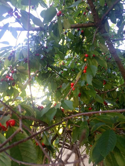 The image is a close-up, low-angle shot of a cherry tree with ripe red cherries and green leaves. The sun is shining through the branches, creating bright spots and dappled light. The tree is set against a backdrop of bright sky, with hints of a building visible in the lower right. The image was taken in Lymanka, Ukraine, as indicated by the provided context. The scene depicts a natural, outdoor environment.