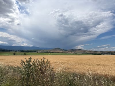 A wide shot captures a rural landscape under a dramatic sky. In the foreground, dry, golden grasses and a thorny green bush with purple flowers are visible. Behind this, a vast field of ripe golden wheat stretches towards rolling hills. The middle ground shows a strip of green fields and scattered trees. In the distance, a range of mountains forms the horizon, with a dark, ominous cloud formation gathering over them. The sky above is a mix of bright blue patches and heavy, grey clouds, suggesting an impending storm. The scene appears to be in Isperihovo, Bulgaria.