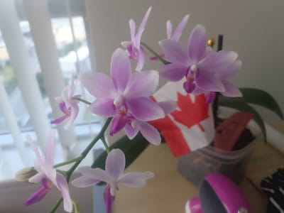 A close-up, eye-level shot features a cluster of delicate pink and white orchids in bloom, their petals slightly translucent against a softly lit background. The orchids are the primary subjects, with several flowers in focus, showcasing their intricate structure and soft colors. To the right of the orchids, a small Canadian flag is visible, partially obscured by the plant. The flag is red and white, with the iconic maple leaf design. Behind the flag and orchids, a clear plastic container holds dark potting soil and what appear to be some small plant clippings or roots. The background is blurred, suggesting an indoor setting near a window with diffused natural light. Vertical blinds are visible in the upper left corner, indicating a window. The overall impression is a still-life composition, possibly arranged indoors in Mississauga, Canada, given the Canadian flag. The lighting suggests daytime. No people are visible, and the scene conveys a sense of quiet beauty and domesticity.