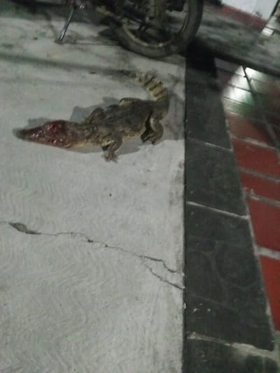 The image depicts an apparent dead crocodile lying on a concrete surface. The crocodile has a bloodied snout. A motorcycle wheel is visible in the upper part of the frame. To the right of the crocodile, there is a dark strip of material, followed by red bricks. The location, Los Leoncitos, Venezuela, is based on the user-provided information.