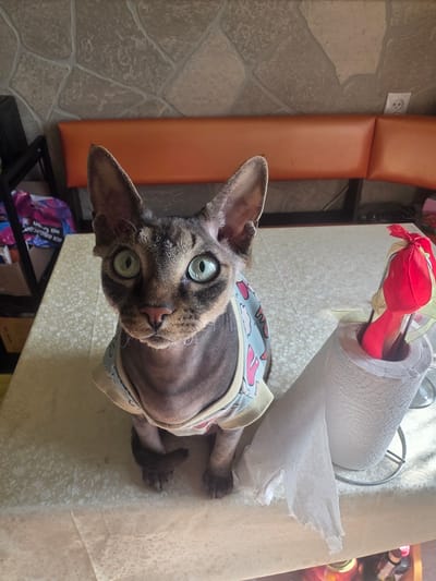 A Sphynx cat wearing a light blue and yellow shirt with cartoon lip designs sits on a table covered with a light-colored tablecloth with a subtle floral pattern. The cat has large, light green eyes and wrinkled skin. To the right of the cat, a roll of paper towels is positioned on a silver stand, with a portion of the paper towel unrolled and hanging down. Red ribbon decorations are visible within the paper towel roll. In the background, an orange padded bench is visible against a textured wall made of irregular stone-like tiles. A white electrical outlet is mounted on the wall. To the left of the cat, a black metal frame is visible, partially obscured by colorful fabric items. The overall scene appears to be indoors, possibly in a residential setting.