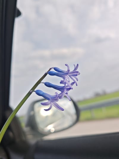 The image depicts a sprig of purple and blue bell-shaped flowers, possibly Grape Hyacinth, positioned in the foreground inside a vehicle. The flowers, with a green stem, are sharply in focus against a blurred background. To the left, a dark vertical vehicle pillar is visible, along with a dark dashboard or door panel in the lower portion of the frame. Through the vehicle's window, the exterior rearview mirror is partially visible on the right, reflecting a bright, circular light source, likely the sun. Beyond the vehicle, a blurred light brown road surface is present, followed by a green grassy embankment further in the background. The upper background shows an overcast sky with faint cloud formations. The scene suggests a daytime setting within a moving vehicle in Trilistnik, Bulgaria.