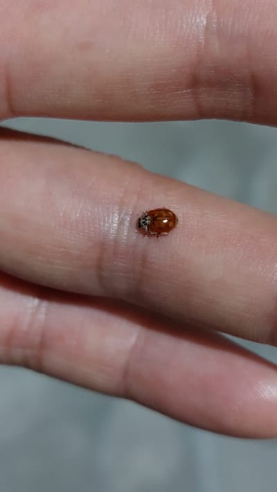 A ladybug is perched on a human finger. The ladybug is small and oval-shaped, with a reddish-brown shell and black spots. The finger is pale and appears to be resting on a gray surface. The image is a close-up shot, focusing on the ladybug and the finger. There is no indication of the location in Novocherkassk, Russia.