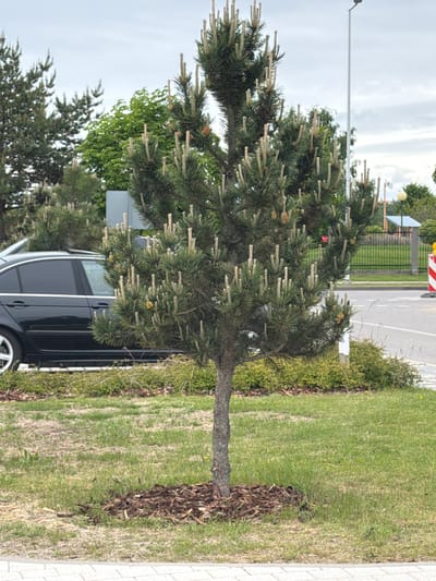 A street scene in Piņķi, Latvia features a young pine tree planted along the edge of a grass lawn bordered by a paved walkway. A dark-colored car is parked adjacent to the tree. The tree is covered in new growth appearing as light tan candle-like shoots. Background elements include a road, a fence, and other trees under an overcast sky. A street light is visible in the upper left. A road work warning sign is also visible in the distance.