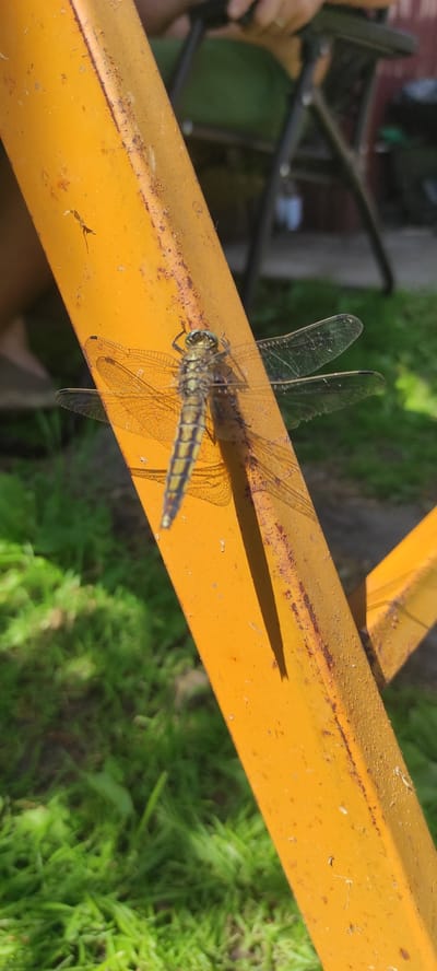 A dragonfly is perched on a bright orange metal pole. The pole appears to be part of a chair or outdoor furniture, with rust visible along its edge. The dragonfly is positioned diagonally across the pole, with its wings spread. Its body is segmented and yellowish-green with dark stripes, and its eyes are a striking green. The background is blurred, showing green grass and hints of a person sitting in a chair. The scene is lit by sunlight, casting a distinct shadow of the dragonfly on the pole. The location is identified as Kobeliachok, Ukraine.
