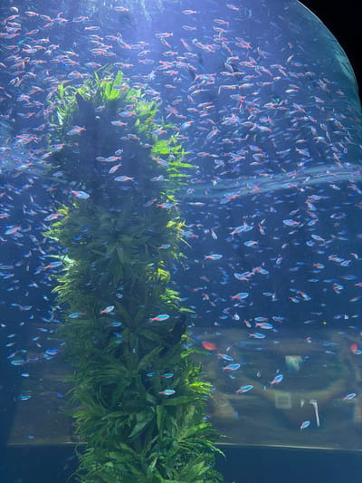 The image shows a large school of small, brightly colored fish, predominantly neon tetras, swimming in an aquarium. The fish have iridescent blue and red stripes. They are congregated around a large, densely packed clump of bright green aquatic plants in the center of the frame. The aquarium water appears clear and a deep blue, with some particulate matter visible, suggesting a naturalistic environment. The background is dark and blurry, with subtle light reflections on the curved glass of the aquarium, indicating it is a large exhibit. In the far background, a sign is visible on the aquarium wall, and a person's hand is visible in the bottom right corner. The scene is likely within the Loro Parque aquarium in Puerto de la Cruz, Spain, known for its extensive marine life exhibits.