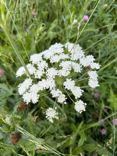 A close-up, top-down shot captures a cluster of white Queen Anne's Lace flowers with delicate, intricate blossoms. The flowers are set against a blurred background of lush green foliage and grass, with hints of pink clover visible in the distance. The natural lighting suggests an outdoor setting during the daytime. The image appears to be taken in a field or meadow in Semiluki, Russia.