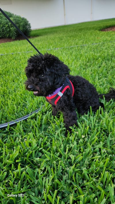 A small, black, curly-haired dog is positioned low in lush, bright green grass. The dog wears a black mesh harness with prominent red trim, a purple band visible underneath the red, and a reflective silver rectangle on the chest strap. A black leash is attached to the dog's harness, extending upwards and to the left out of the frame; a silver clip is visible where the leash connects. The dog is facing to its left, with its head slightly raised and its mouth partially open, exposing its teeth and gums. Its dark eyes are visible. The foreground and midground consist of sharply defined, dense blades of green grass. In the background, behind the dog, there is a patch of reddish-brown mulch, followed by a neatly trimmed green hedge. Beyond the hedge, a plain, light-colored, likely white, building wall is visible, featuring faint vertical lines. The scene is outdoors and brightly illuminated by natural light. The "Galaxy S22" watermark is present in the bottom-left corner of the image. The location is in the city of Erdemli, Turkey.