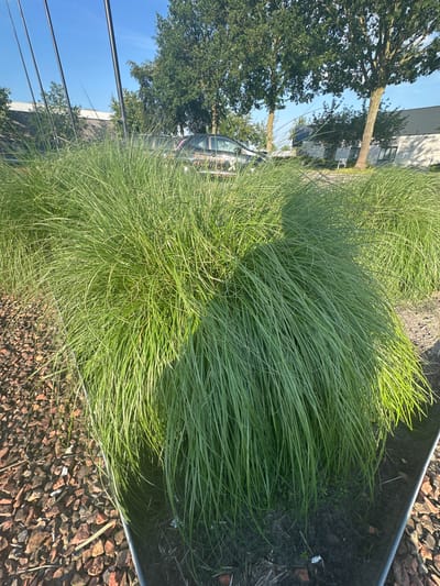 The image shows a close-up view of a large, dense clump of ornamental grass with long, thin green blades. The grass is planted in a metal planter filled with dark soil and surrounded by a border of reddish-brown gravel. In the background, there are several tall, dark poles, a parked car with partial text on its side, and mature trees with full green canopies. Beyond the trees, a modern building with a white, ridged roof and light-colored brick walls is visible under a clear blue sky. The lighting suggests it is daytime, likely morning or late afternoon, given the long shadows. The scene appears to be an outdoor landscaped area, possibly in a commercial or public space in the city of Staphorst, Netherlands. There are no people visible in the image.