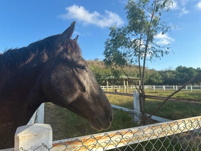 A dark brown horse stands close to a rusty chain-link fence with white posts. The horse's head is in profile, facing right. A slender tree rises behind the fence. Beyond the fence is a grassy area enclosed by white fencing. In the background, a gazebo is visible amidst the greenery, and a low hill rises under a bright blue sky with scattered clouds.