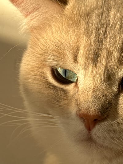 This is a close-up, macro photograph of a cat's face, rotated so the top of its head is to the left and its muzzle points to the right. The cat has light brown and white fur, with prominent tabby markings on the left side of its face. The focus is on the cat's eye, which is a striking blue-green color with a dark pupil. The eye is surrounded by long, fine eyelashes. To the right of the eye, the cat's pink nose is visible, with a dark nostril. Long, white whiskers extend from the muzzle. The lighting suggests a sunny environment, casting shadows across the fur and highlighting its texture. The overall impression is one of quiet observation or a moment of introspection from the feline subject. The image is cropped tightly, revealing only a portion of the cat's head and fur. There is no visible text in the image. The setting is not explicitly provided beyond the metadata indicating Yurukovo, Bulgaria.