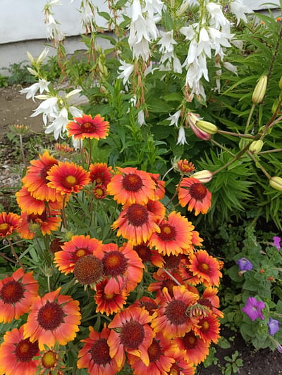 This media file features a close-up, eye-level view of a flower bed in a garden. The primary subjects are several types of flowers. In the foreground and center are numerous bright orange and red blanket flowers (Gaillardia). These flowers have daisy-like petals with a darker, reddish-brown center. Behind and to the left of the blanket flowers are several tall, white bell-shaped flowers, likely a type of campanula or bellflower. To the right and slightly behind, there are green lily buds and stems, some with pinkish-tinged tips. In the lower right corner, a few small purple petunias are visible. The background includes green foliage and a light-colored wall. The ground appears to be a mix of dark soil and small stones or gravel.

The activity taking place is simply the natural growth and blooming of flowers in a garden setting. There are no people or animals present.

Notable details include the vibrant colors of the blanket flowers contrasting with the white bellflowers and green foliage. The presence of both open flowers and buds suggests a summer or late spring time of year. The lighting appears to be natural daylight, possibly overcast, as there are no harsh shadows. The location context is Miasskoye, Russia. There is no visible text in the image.