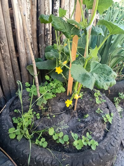 This is a medium shot, eye-level, outdoor photograph taken in the city of Auly, Ukraine. The image features a young cucumber plant growing in the center of a repurposed tire filled with soil. The cucumber plant has several large green leaves and is supported by a wooden stake. Two small yellow cucumber flowers are visible on the plant. Around the base of the cucumber plant, numerous small green seedlings are growing. In the background, a weathered wooden fence made of vertical logs creates a rustic backdrop. To the right of the cucumber plant, the edge of another tire is visible. The overall scene depicts a small, resourceful garden setup in an outdoor environment.