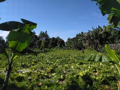 The image displays an agricultural scene in Ban Lao Ta, Laos, under a clear blue sky. The foreground is partially framed by large, vibrant green banana leaves on the left and right, with a young banana plant visible on the far left. The midground features an extensive field of low-lying green leafy crops, exhibiting variations in color, including lighter green and yellowish patches, suggesting active cultivation or recent harvest. Several white objects, likely plastic containers or bags, are visible on the ground within the crop rows. Three individuals are present in the field, engaged in manual labor. One person in light-colored attire is positioned towards the left-center, bent over the crops. A second person in dark clothing is similarly bent over in the center-right section of the field. A third individual is partially visible further back on the right side of the field near the treeline. The background consists of a dense line of diverse trees, including prominent banana plants on the right and taller, slender trees on the left. A rustic fence, constructed from wood or bamboo, runs along the far right edge, bordering the treeline. A small, dark structure is partially visible amidst the trees in the center-left background.