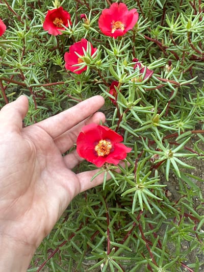 In Temryuk, Russia, a hand is gently holding a bright red flower with a yellow center, surrounded by a carpet of green, succulent-like foliage with thin red stems. The hand, with light skin tone, appears to be resting on the plant, with the fingers slightly curled. The flower is in focus, with its petals slightly open, revealing the vibrant stamen. The background consists of more of the same low-lying plant, with some of the ground visible between the dense greenery. The lighting suggests it is daytime, likely outdoors.