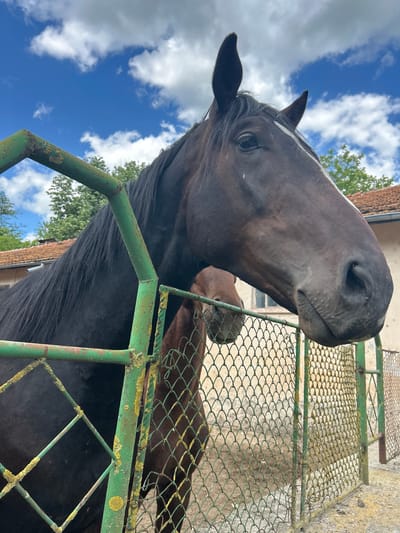 A low-angle shot depicts the head and upper body of a dark bay horse, positioned near a green metal fence with chain-link infill. The horse's head is dominant, featuring a white blaze running down its face and dark eyes. A second, partially obscured, brown horse is visible behind the first one. The background includes a blue sky with white clouds, a building with a red-tiled roof and green foliage. The fence shows signs of weathering, with yellow lichen visible on the metal. Location: Koniovets, Bulgaria.