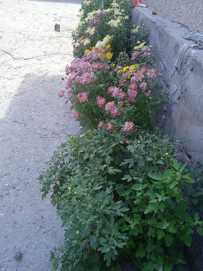 The image depicts an outdoor scene, likely in a residential or public area. In the foreground, a bed of green plants with small buds is visible. Behind these, a cluster of chrysanthemums in shades of pink, yellow, and white are in bloom. The flowers are arranged along a concrete curb that borders a gray, cracked asphalt surface. To the right, the rough texture of a concrete wall is evident. In the background, a small, dark object, possibly a piece of discarded material, rests on the asphalt. A light gray cloth is draped over the concrete curb. The lighting suggests it is daytime, with shadows cast on the asphalt. The location is identified as Кызыл-Булак, Kyrgyzstan. There are no people visible in the image, nor any explicit actions or interactions occurring.