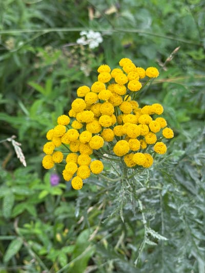 This is a close-up, eye-level, vertical shot of a cluster of bright yellow flowers, possibly Tansy, against a blurred background of green foliage. The flowers are small and button-shaped, clustered tightly together on a stem. Some of the leaves of the plant are visible, which are feathery and green. In the blurred background, there are hints of other green plants, some white flowers, and a small purple flower. The lighting is natural, suggesting an outdoor setting during the day. There is no indication of human presence or any specific urban environment; the scene appears to be in a natural or semi-natural area. The location is given as Boyarka, Russia.