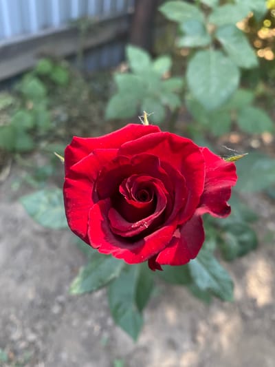 A close-up, overhead shot captures a deep red rose in full bloom, its velvety petals unfurling into a spiral at the center. Tiny water droplets glisten on the petals, suggesting recent dew or rain. The rose is the sole focal point, set against a softly blurred background of green foliage and a dusty, earthen ground. A hint of a weathered wooden fence and a light-colored corrugated metal fence are visible in the upper left corner, suggesting an outdoor garden setting. No people are present, and no actions or interactions are depicted. The image appears to be taken in Mamontovo, Russia.
