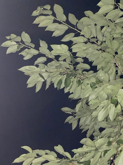 This media file depicts a close-up view of tree branches and leaves against a dark, indistinct background. The leaves are predominantly a light green color, with some appearing slightly darker or having subtle variations in hue. They are arranged densely on thin branches, creating a layered effect. The lighting suggests it is nighttime, as there is no visible sunlight and the background is uniformly dark. The overall mood is calm and serene, with the focus solely on the natural elements of the leaves and branches. No people, objects, text, or specific location cues are visible to provide further context about the activity or event. The setting appears to be outdoors, given the presence of tree foliage.