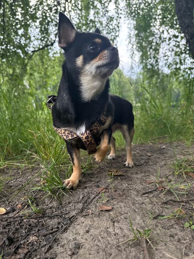 An eye-level, medium shot captures a black and tan Chihuahua standing on a dirt path in a wooded area. The dog faces to the right, with its head tilted up and looking to the right. Its left front paw is raised slightly off the ground. The dog is wearing a leopard-print harness. The ground is a mix of dirt, small stones, and sparse green grass. In the background, out of focus, are green trees and foliage. The lighting is overcast. The location is Летний Отдых, Russia.