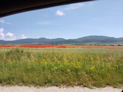 The image captures a vibrant rural landscape under a clear blue sky dotted with a few white clouds. In the foreground, a field of tall green grasses and yellow wildflowers sways, blurred by motion. Behind this, a vast expanse of red poppies stretches across the middle ground, creating a striking contrast with the surrounding greenery. In the distance, rolling green hills covered in trees form the backdrop, with a few scattered buildings visible at their base. The perspective suggests the photo was taken from a moving vehicle, as indicated by the dark, blurred frame along the top edge of the image, possibly a car window or roof. The scene is set in the municipality of Stambolovo, Bulgaria, known for its agricultural landscapes and poppy fields during blooming season.