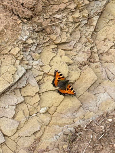 A single butterfly with orange and black wings rests on a textured, light-colored rock formation. The rock appears to be made up of many small, angular pieces, creating a jagged surface. In the upper left and lower right corners, the ground is composed of loose, brown soil with some dry plant debris. The scene is illuminated by natural light, casting subtle shadows. The butterfly is positioned in the center of the frame, with its wings partially open, revealing its intricate patterns. There are no people or any signs of human activity in the image.