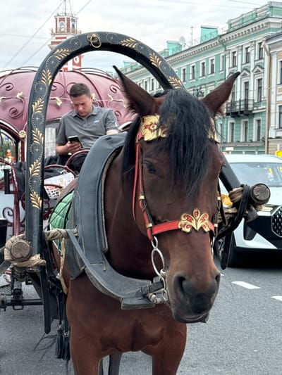 A medium shot captures a brown horse wearing ornate red and gold bridle and harness, standing in the foreground of a Saint Petersburg street. The horse's head is turned slightly to the right, and its ears are perked forward. Behind the horse, a man in a grey polo shirt sits in a decorative carriage, looking at his phone. The carriage is adorned with intricate gold detailing on a dark frame and has a burgundy canopy. In the background, a white modern SUV is parked on the street, and elegant, pastel-colored buildings line the street, characteristic of Saint Petersburg architecture. The sky is overcast.