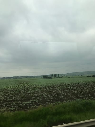 The image captures a rural landscape in Bulai, Romania, observed from a moving vehicle under an overcast sky. The upper portion of the frame contains a prominent reflection on a window, displaying the French text "ISSUE DE SECOURS" (Emergency Exit) along with faint outlines of a larger sign or diagram. Below this reflection, a vast agricultural field extends to the horizon. The field on the left displays neatly planted parallel rows of young green crops on dark earth, while the field on the right features more scattered young green plants across a similar dark soil. Horizontal power lines stretch across the mid-ground, with utility poles visible further in the distance. The distant horizon reveals a low ridge of green hills, dotted with clusters of trees and scattered small buildings or structures, possibly indicating a distant village. The immediate foreground shows a blurred strip of green vegetation, and a grey guardrail is visible along the bottom edge of the frame, consistent with a view from a road or railway. No people are visible in the scene.