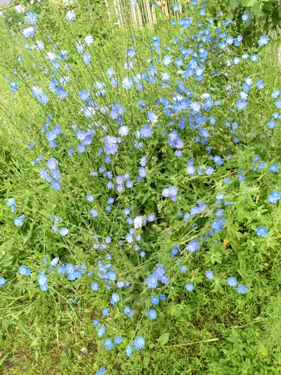 An overhead, eye-level full shot captures a dense patch of bright blue chicory flowers in full bloom. The flowers are scattered throughout a green, leafy environment. The stalks of the flowers vary in height, creating a natural, unkempt appearance. The leaves are varied in shape and size, with some being finely cut and feathery, while others are broader and more lobed. The overall impression is one of a wild, overgrown area. The image has a shallow depth of field, with the flowers in the foreground being sharp and in focus, while the background becomes progressively blurred. The lighting is natural and diffused, suggesting an overcast day or a shaded area. There are no people or animals visible in the image. The scene is located in a naturalistic setting, possibly a meadow or a roadside verge. Based on the provided information, this scene is located in Shadrinsk, Russia.