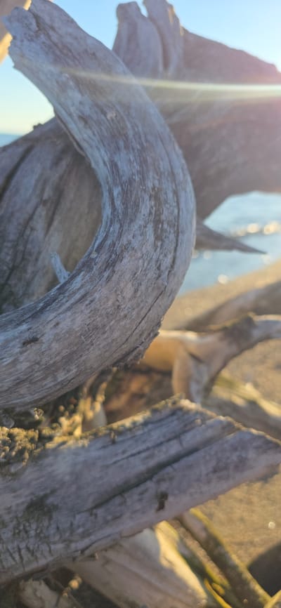 The image displays a close-up of weathered driftwood on a beach, with the sun glinting off the water in the background. The driftwood is gray and textured, with some showing signs of decay and moss. One piece of driftwood forms a curved shape in the foreground, creating a sense of depth. In the mid-ground, another piece of driftwood is visible, and a small ant is perched on the larger piece in the foreground. The background shows a bright blue sky and a body of water with soft, blurry reflections of sunlight. The scene appears to be a natural setting, likely a shoreline.