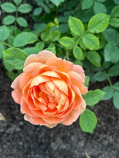 A close-up, top-down, eye-level shot features a blooming peach-colored rose. The rose is centered, its petals densely packed and exhibiting subtle color variations from light peach to a deeper coral hue. The background consists of dark soil and out-of-focus green leaves, suggesting the rose is growing in a garden. The scene is outdoors, likely in Mount Royal, Canada, given the context. No people or animals are present, and no actions or interactions are depicted. The lighting is soft and natural.