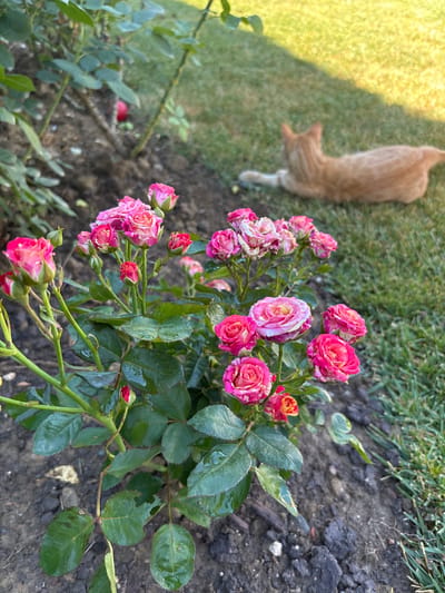 In a garden setting, likely outdoors in Osmangazi, Turkey, a cluster of pink roses is the primary subject. The roses are vibrant, with some buds still closed and others in full bloom, displaying delicate pink and white petals. Lush green leaves surround the blossoms, some appearing slightly wet, suggesting recent watering or dew. The ground beneath the roses is a mix of dark soil and green grass.

In the background, a ginger cat is visible, partially in focus, lying on the grass. The cat's tail is curled, and it appears to be resting or observing its surroundings. The lighting suggests it is daytime, possibly late afternoon, given the warm, slightly golden hue of the light on the grass. The overall atmosphere is peaceful and serene, typical of a garden environment. There is no visible text in the image.