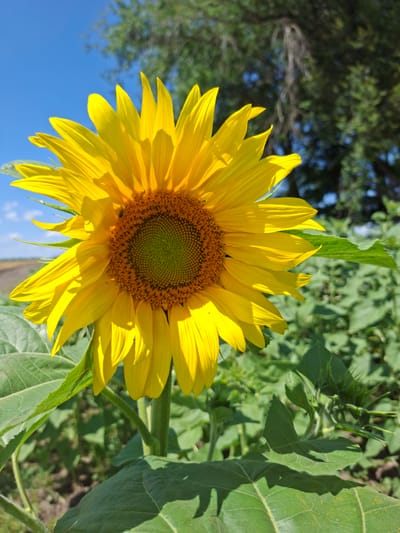 A bright yellow sunflower is in full bloom, facing slightly to the left, under a clear blue sky. The sunflower's large petals are vibrant and catch the sunlight. Its center is a rich brown with a green hue in the very middle, covered in small seeds. The sunflower is surrounded by lush green leaves, some of which are large and broad, while others are smaller and more pointed. In the background, out of focus, is a dense green tree canopy and a hint of a brown field or dirt path. The overall scene is one of a natural outdoor setting, likely a field or garden. There are no people or animals prominently visible, though a very small insect can be seen on the sunflower's center. The location of Gor'kovskii, Russia, is not discernible from the image itself.