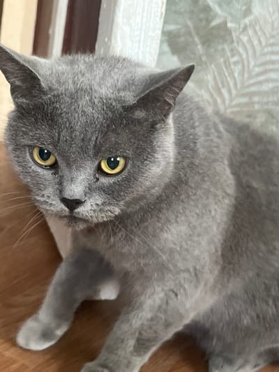 A grey cat with yellow eyes is sitting on a wooden floor, looking at the camera. The cat's fur is short and dense. In the background, there is a white curtain with a leaf pattern and a wooden door. The scene appears to be indoors, possibly in a residential setting. The location is Belyye Berega, Russia.