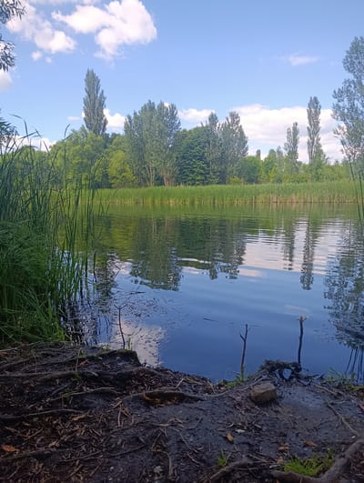 The image depicts a natural scene of a body of water bordered by dense vegetation and trees under a bright blue sky with scattered white clouds. In the foreground, there is a muddy bank with exposed roots and scattered organic debris. Tall, green reeds line the edge of the water on the left side, with more reeds forming a dense barrier across the background. The water surface is calm, with ripples reflecting the sky and the surrounding trees. Several tall, slender trees with sparse foliage rise above the treeline in the background. The overall impression is one of a serene, natural environment. This scene is located in the city of Berdychiv, Ukraine. There are no people or animals visible in the image.