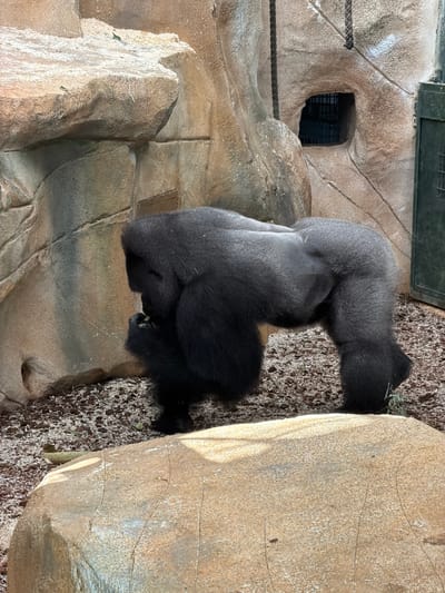 Two gorillas are resting in an enclosure that simulates a rocky, natural habitat. The enclosure features textured rock formations of varying shades of brown and tan, with areas of dark, granular ground cover. A dark, rectangular opening with a grate is visible within one of the rock faces. Thick ropes are stretched across the enclosure, suggesting a boundary or enrichment element. The gorillas are dark-furred and appear to be a mother and a younger gorilla. The younger gorilla is positioned slightly above and behind the larger one, with its head resting on the other's body. One gorilla is seen holding something green in its hands, possibly food. The lighting suggests it is daytime, and the overall impression is one of peaceful rest in a controlled environment, likely a zoo or sanctuary.