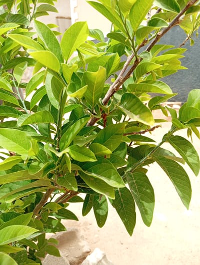 The image depicts a plant with green leaves and brown stems, situated outdoors in what appears to be an urban environment. Some parts of the building are visible in the background. The ground around the plant is sandy and contains a few white stones. The location is identified as Damaturu Central, Nigeria. There are no people visible in the frame. The focus is on the plant and its immediate surroundings.