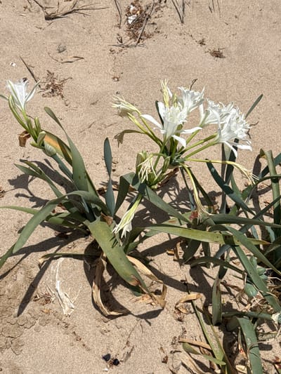 This is a medium-angle, eye-level, natural light photograph of a Pancratium maritimum plant growing in sand. The plant has long, strap-like green leaves and several white flowers with delicate, elongated petals and stamens. Some of the flowers appear to be in full bloom, while others are in bud or past their prime. The sand is light brown and textured, with some dried organic debris scattered on the surface. The scene is consistent with a natural dune environment along the coast of Costa da Caparica, Portugal. There are no people, animals, or man-made structures visible in the image.
