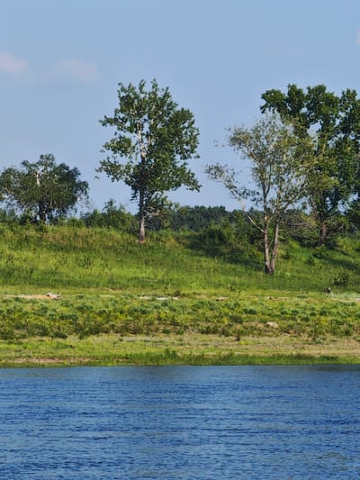 The image depicts a serene natural landscape, likely in the vicinity of Verkhnepashino, Russia. In the foreground, a calm, blue body of water occupies the lower portion of the frame, its surface rippled by a gentle breeze. Beyond the water, a grassy embankment rises, covered in lush green vegetation. Several trees stand on the embankment, their leaves a vibrant green against the clear blue sky. The trees vary in size and shape, some with full canopies while others are more sparse. The overall impression is one of tranquility and natural beauty, characteristic of a rural or undeveloped area. There are no people or animals visible in the image, nor any man-made structures, apart from what appear to be a few pieces of discarded material on the grassy slope. The scene is bathed in natural light, suggesting it was captured on a clear, sunny day.