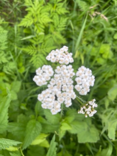 A close-up, slightly out-of-focus shot captures a cluster of small white flowers with yellow centers, likely yarrow, set against a backdrop of lush green foliage. The flowers are predominantly in the center and right portion of the frame, with one smaller cluster lower down on the right. The surrounding leaves are a vibrant green, with some appearing feathery and others broad. The image appears to be taken outdoors, in what could be a garden or a natural setting within Novyi Tahamlyk, Ukraine, given the information provided. There are no people or discernible structures visible in the image.