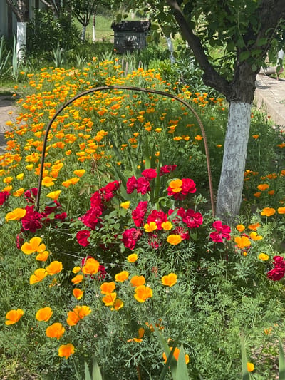 The image depicts a vibrant garden scene, likely in Hlynytsia, Ukraine, with a profusion of bright orange California poppies and deep red roses in full bloom. The flowers are densely packed, creating a colorful tapestry against a backdrop of lush green foliage. A mature tree with a thick trunk, partially painted white, stands prominently to the right of the frame, its branches casting dappled shadows. In the background, a rustic wooden structure, possibly a beehive, is visible amongst other greenery, hinting at a rural or semi-rural setting. The sunlight illuminates the scene, highlighting the textures and colors of the flowers and plants. The overall impression is one of natural beauty and tranquil domesticity.