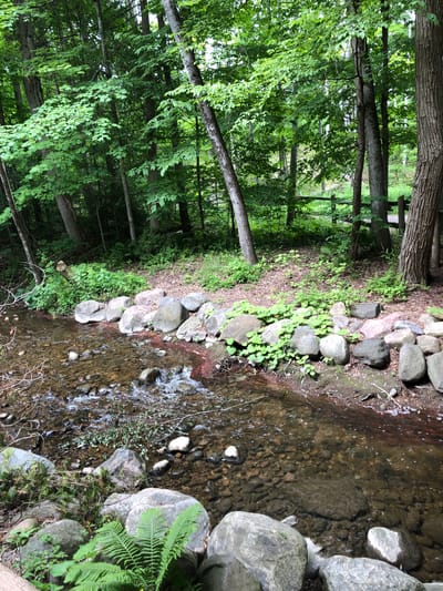 This image depicts a tranquil forest stream in Barrie, Canada. The scene is dominated by lush green foliage and the gentle flow of water over rocky terrain. Tall trees with rough bark line the left side of the frame, their branches heavy with leaves, creating a dense canopy that filters the sunlight. A narrow, clear stream meanders through the center of the image, its surface reflecting the surrounding greenery. The streambed is composed of smooth, rounded stones of various sizes, some submerged in the water and others forming the bank.

Along the right bank, a collection of larger, grey rocks are interspersed with small, vibrant green plants and ferns, adding texture and depth to the landscape. The water appears shallow and cool, with small ripples and occasional white foam indicating its movement. The overall impression is one of natural beauty and serenity, suggesting a peaceful natural setting. The time of day appears to be daytime, with soft, diffused light suggesting it might be overcast or the sun is not directly overhead. There are no people or animals visible in the frame, emphasizing the solitude of the environment. The image captures a moment of stillness within a vibrant forest ecosystem.